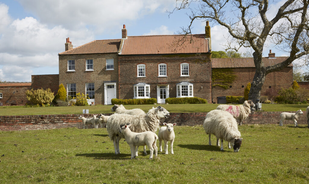 Sheep grazing at the Harrison Spinks farm in North Yorkshire